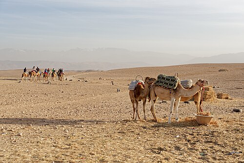 Dromadaires dans le désert d'Agafay, l'Atlas en arrière-plan